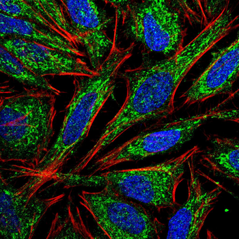 EPCAM Antibody