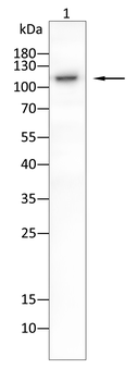 BMPR2 Antibody