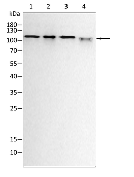 BMPR2 Antibody