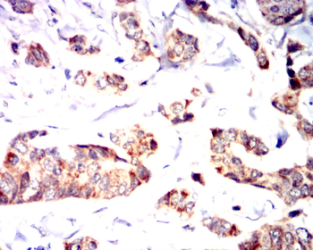 SLC2A4 Antibody