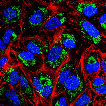 ENPP3 Antibody