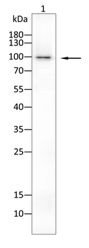 ENPP3 Antibody