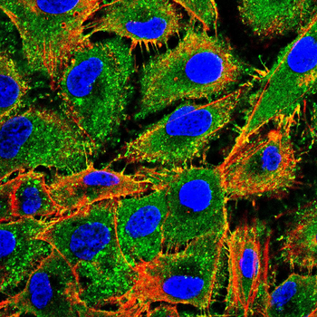 PTPN11 Antibody