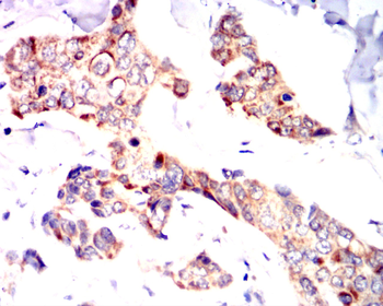 PTPN11 Antibody
