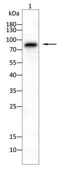 PTPN11 Antibody