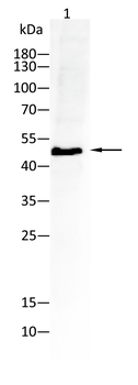 Smad1/5/9 Antibody