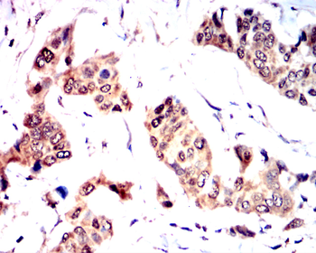 Smad1/5/9 Antibody