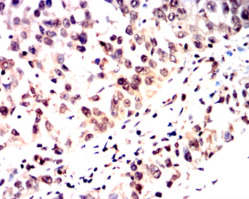 Smad1/5/9 Antibody