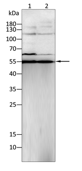 CASP8 Antibody