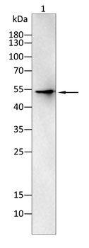 MLKL Antibody
