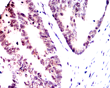 NANOG Antibody