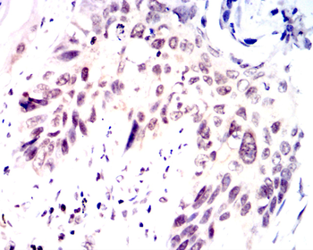 NANOG Antibody