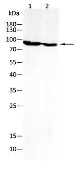 NTRK2 Antibody