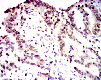 CCNA1 Antibody