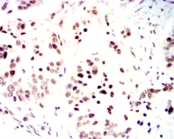 CCNA1 Antibody