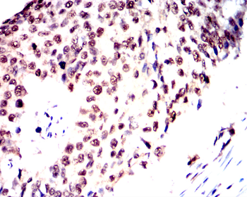 CCNA1 Antibody