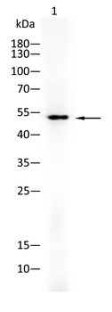 SMAD6 Antibody