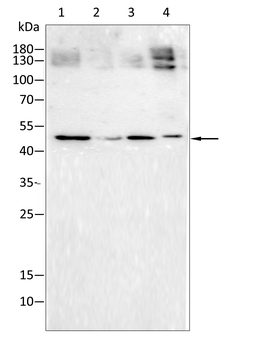 SMAD6 Antibody