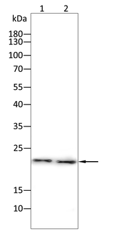 TOMM20 Antibody