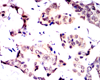 NOTCH2 Antibody