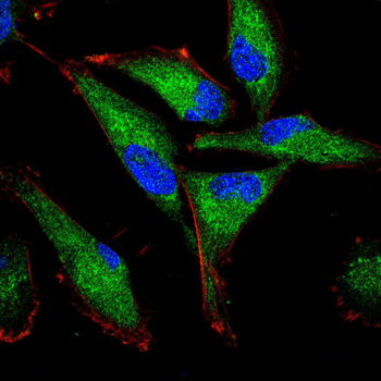 RBFOX3 Antibody