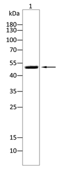 RBFOX3 Antibody
