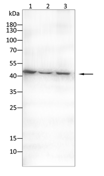 TGFB3 Antibody