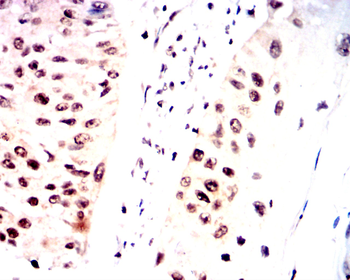 XRCC6 Antibody
