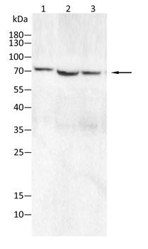 XRCC6 Antibody