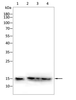 CDKN2B Antibody