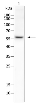 ETV4 Antibody