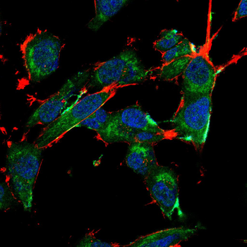 VIL1 Antibody
