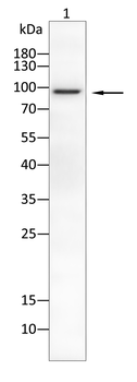 VIL1 Antibody
