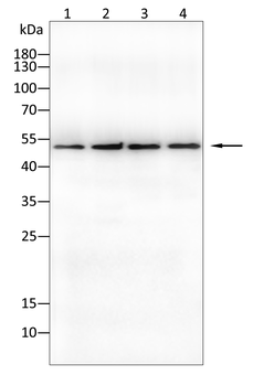 ASS1 Antibody