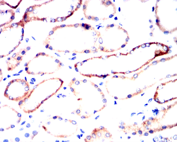 CD276 Antibody