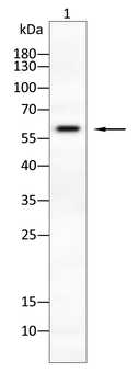 CD276 Antibody