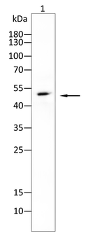 MEF2C Antibody
