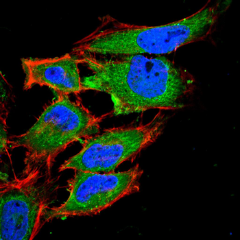 IGF2 Antibody