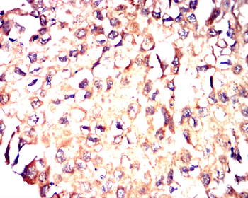IGF2 Antibody