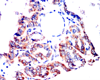 IGF2 Antibody