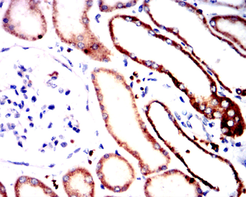 SETDB1 Antibody
