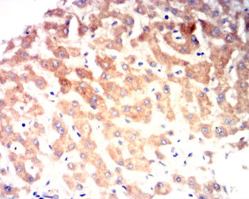 SETDB1 Antibody