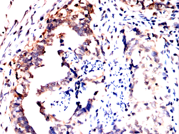 SHC1 Antibody