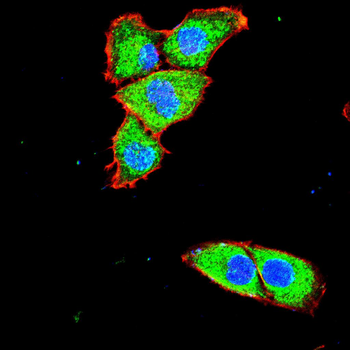 SDC1 Antibody