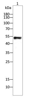 MMP13 Antibody