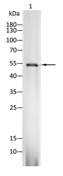 MMP13 Antibody