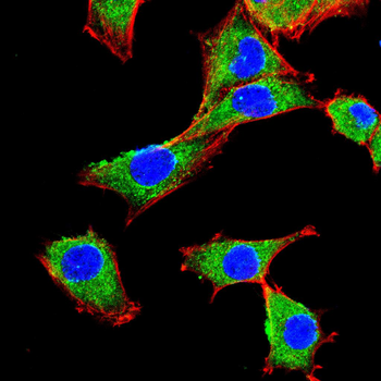 NTRK2 Antibody