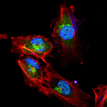 RBFOX3 Antibody