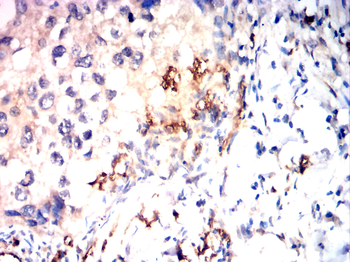 RBFOX3 Antibody
