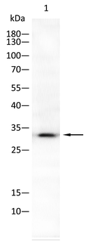 AQP2 Antibody